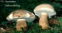 GALLENROEHRLING (TYLOPILUS FELLEUS) Bild 1